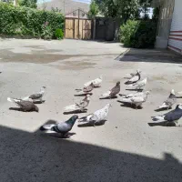 کبوتر|پرنده|نهاوند, |دیوار