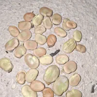 بذر باقله الجزایر