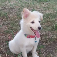 سگ نر شش ماهه|سگ|میاندوآب, |دیوار