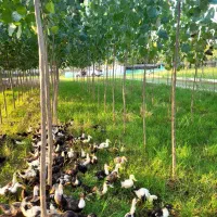 اجاره سوله ۲۰۰ متری و خونه ۳۰ متری فول قابل سکونت|اجارهٔ دفتر صنعتی، کشاورزی، تجاری|تالش, طولارود|دیوار