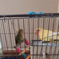 جوجه طوطی برزیلی چهار ماهه دستی|پرنده|تهران, سبلان (لشگر)|دیوار