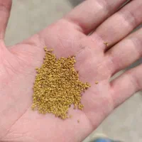 بذر یونجه پابلند صدرصد تضمینی