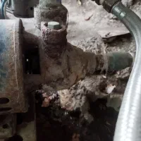 سگ ژرمن چپر|سگ|گنبد کاووس, |دیوار