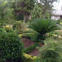 علف زنی|خدمات باغبانی و درختکاری|کومله, |دیوار