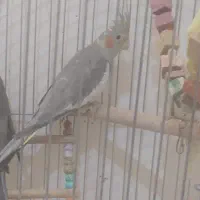 عروس هلندی نر،سخنگو مست واماده