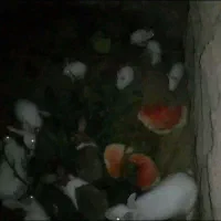 جوجه خرگوش سفید چشم شرابی