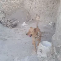 سگ نر