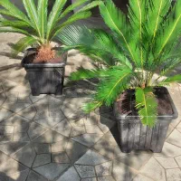 گل سیکاس و لیندا|گل و گیاه طبیعی|ارطه, |دیوار