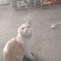 گمشده گمشده|حیوانات|ایجرود, |دیوار