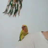 طوطی برزیلی دستی