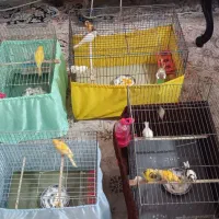 فروش ۸ عدد قناری و ماده آماده تخم گذاری|پرنده|اسلامشهر, مظفریه|دیوار