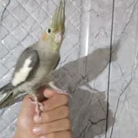 عروس هلندی|پرنده|شاهرود, |دیوار