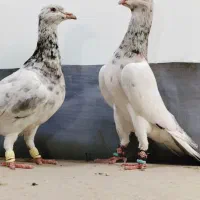 سار فریمانی