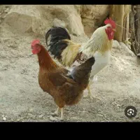 مرغ وخروس آلیرام