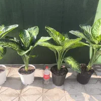 گل و گیاه، گلدان،کود و بستر کشت گیاهان آپارتمانی