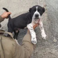 واگذاری توله های آلبای اصیل