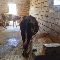 گاو سینمینتال نوبر