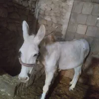 الاغ نر