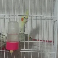 عروس هلندی قناری طوطی کوتوله خروس مینیاتوری