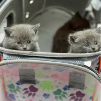 توله گربه بیریتیش طوسی و مشکی