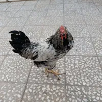 خروس زیبا|حیوانات مزرعه|قم, علی آباد سعدگان|دیوار