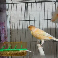 سه  عدد قناری ماده اماده ای اماده