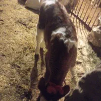 گاو و گوساله