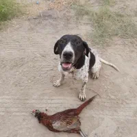 سگ شکار|سگ|ساری, |دیوار