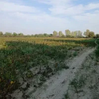 زمین اجاره ی ۱هکتار ۵نی