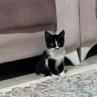 واگذاری رایگان بچه گربه