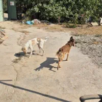 دو عدد سگ نر ، واگذاری رایگان