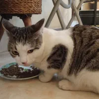 یک گربه.|گربه|مشهد, ایوان|دیوار