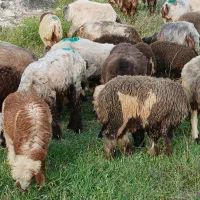 30راس میش بره دار داشتی