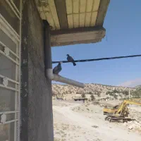 فروش یک جفت کبوتررنگی|پرنده|یاسوج, |دیوار