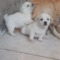 سگ پاپی با توله هاش|سگ|ساوه, |دیوار