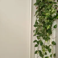 گل طبیعی شاداب و سالم