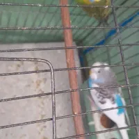 فروش یک جفت مرغ عشق