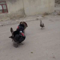 فروش بوقلمون