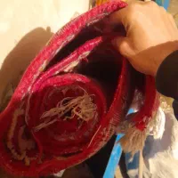 فرش کناره|فرش|تبریز, |دیوار