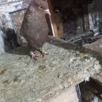 کله اهوازی سرخ نرمست