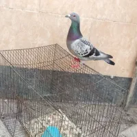 پلاکی نر