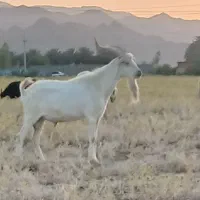 فروش پازن سانن اصل