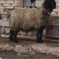 نرمیش|حیوانات مزرعه|فارسان, |دیوار