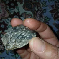 سنگ یا سنگ فسیل
