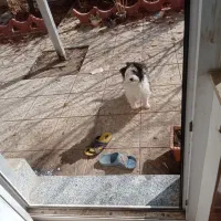 واگذاری پاکوتاه شیتزو|سگ|خلخال, |دیوار