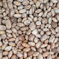 لوبیا چیتی ارتشی