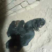 واگزاری توله ژرمن