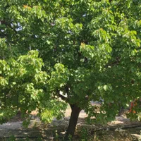 باغ ۷۵۰ متری داخل مجتمع در شاهنامه ( معاوضه )