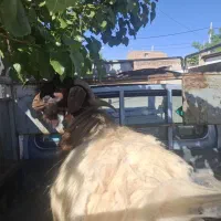 تکه نرینه