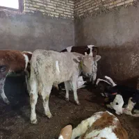 گاو هلشتاین